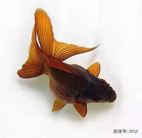 中國金魚大全!絕對沒見過的漂亮養眼