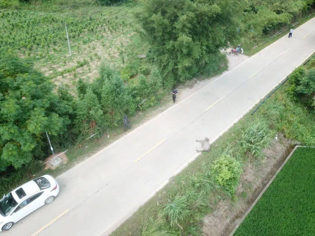 事发封开:特警为民除害,用力按住牛鼻子,近身与疯牛搏击,连开数枪