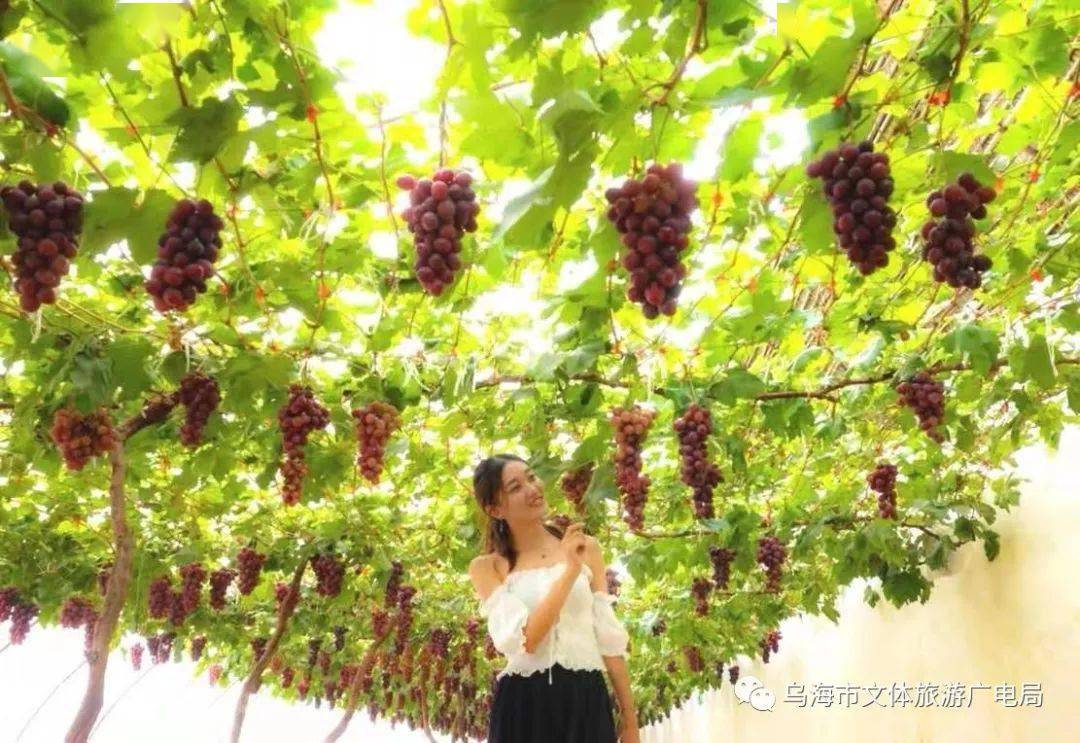 酿酒|葡萄熟了,我在乌海等你!