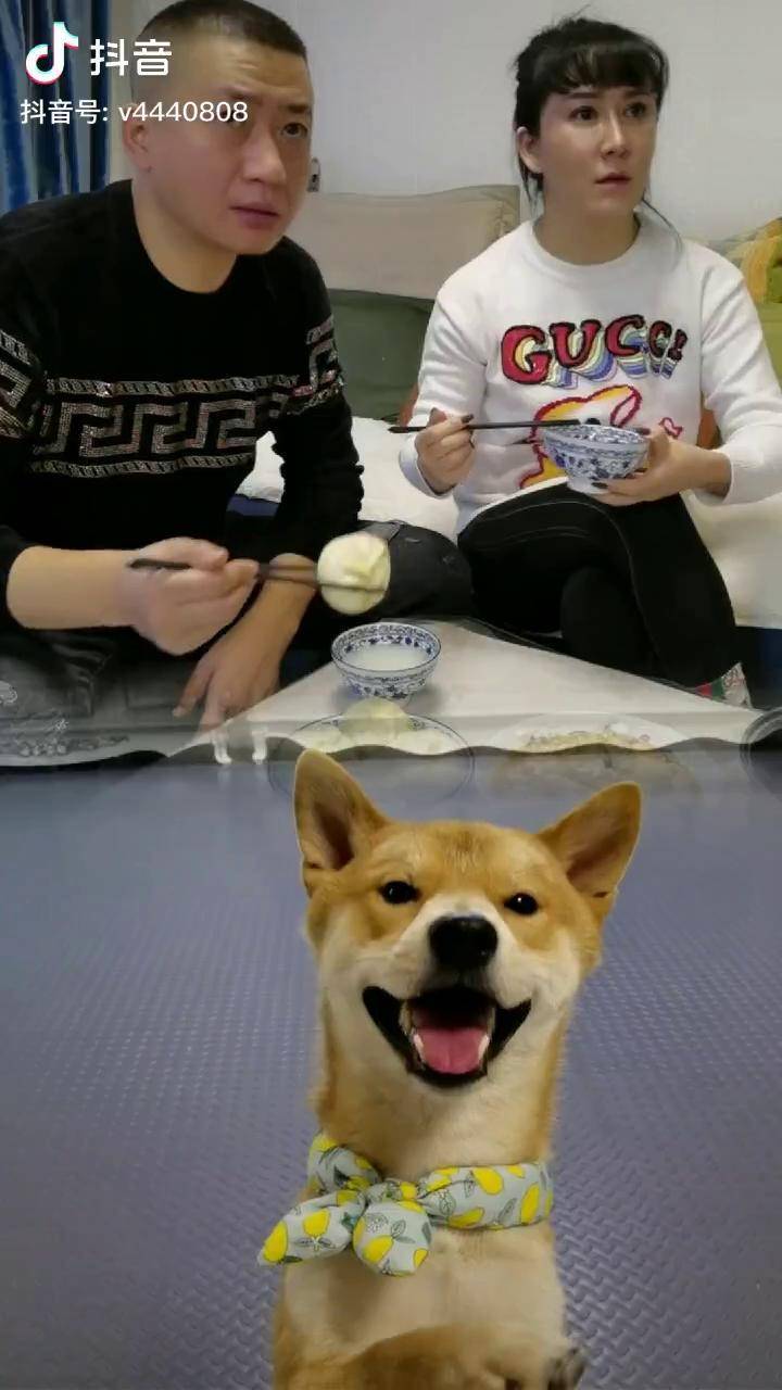 還讓不讓人吃飯了爆笑搞笑搞笑視頻萌犬寵物萌寵狗狗柴犬日常