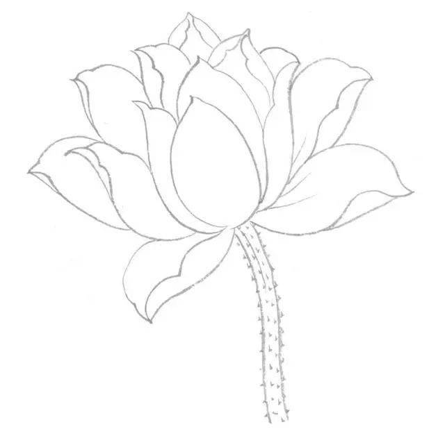 工笔粉荷花的画法及分染着色步骤_花瓣