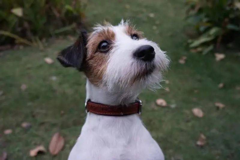 时间|狗狗真能无障碍交流??偷学5招轻松搞定「学渣狗狗」!