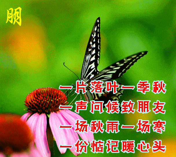 早安馨语让秋风带去我的问候