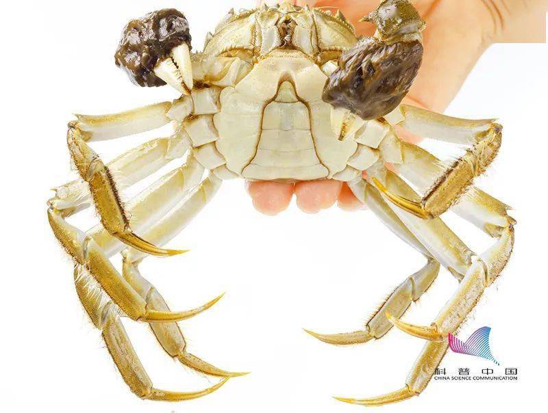 寄生虫|刚死的螃蟹能吃吗？哪些部位不能吃？误食后果很严重……