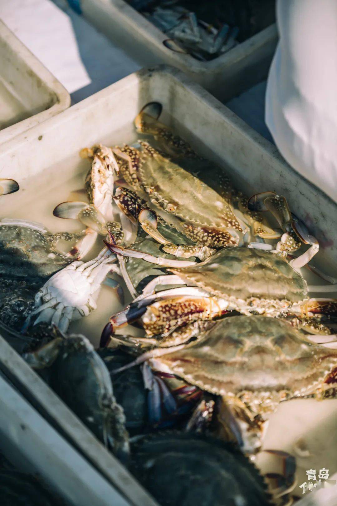 开海后的沙子口根本没法低调,除了海鲜就是人!风景也超美!附海鲜价格!