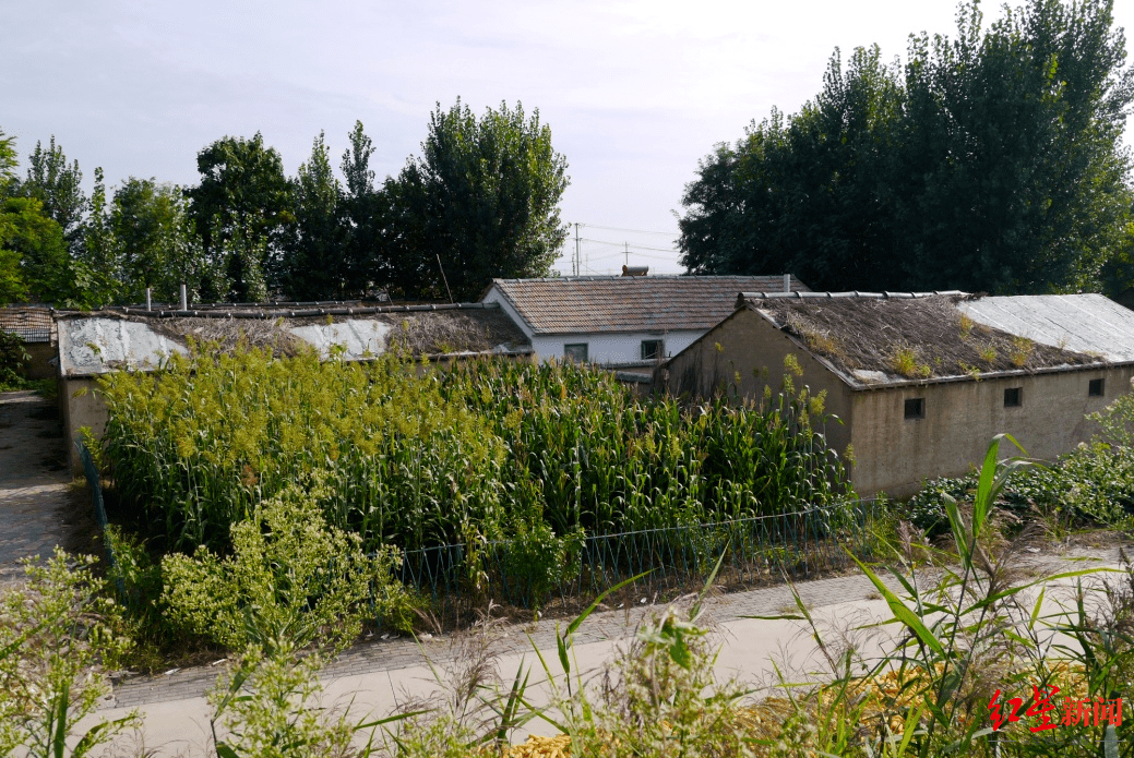 连莹|莫言出绘本了！他还说，“这本书让我仿佛回到了曾经经历过的时代”