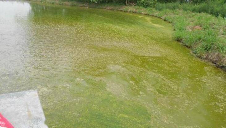 原来池塘"倒藻"与"蓝藻爆发"还有这样的关系