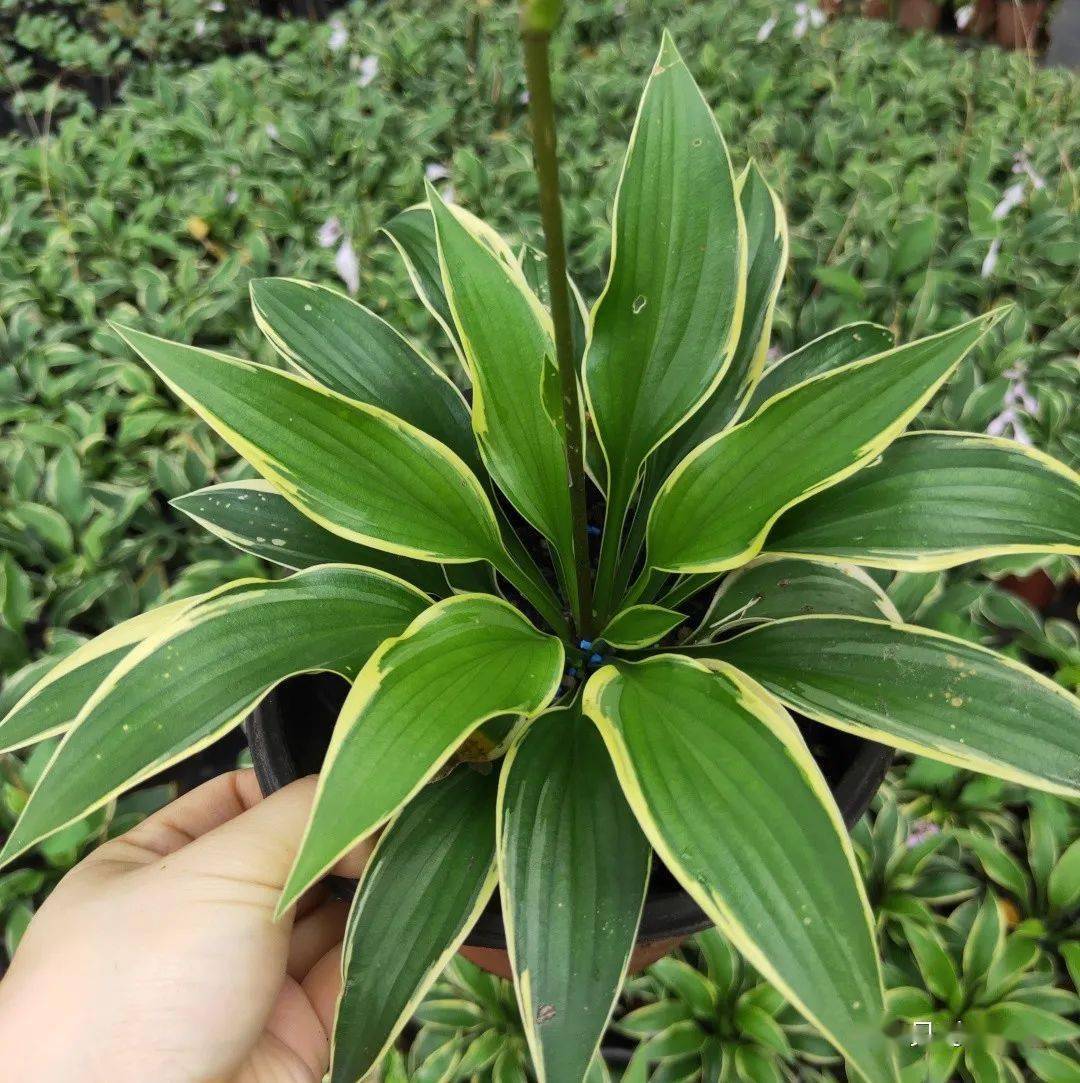 兰最新苗况可供规格:2加仑观叶芙蓉葵-褐锦可供规格:1加仑金叶石菖蒲