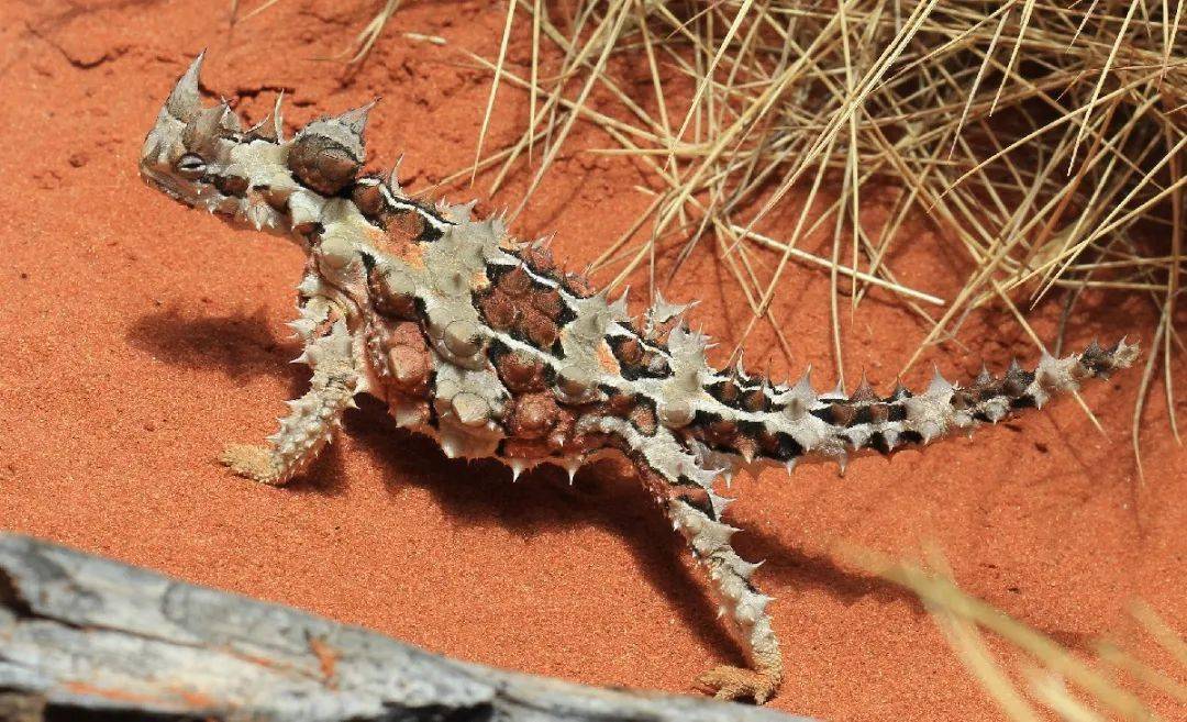 白露之后不露jio 那 四脚蛇 呢 蜥蜴