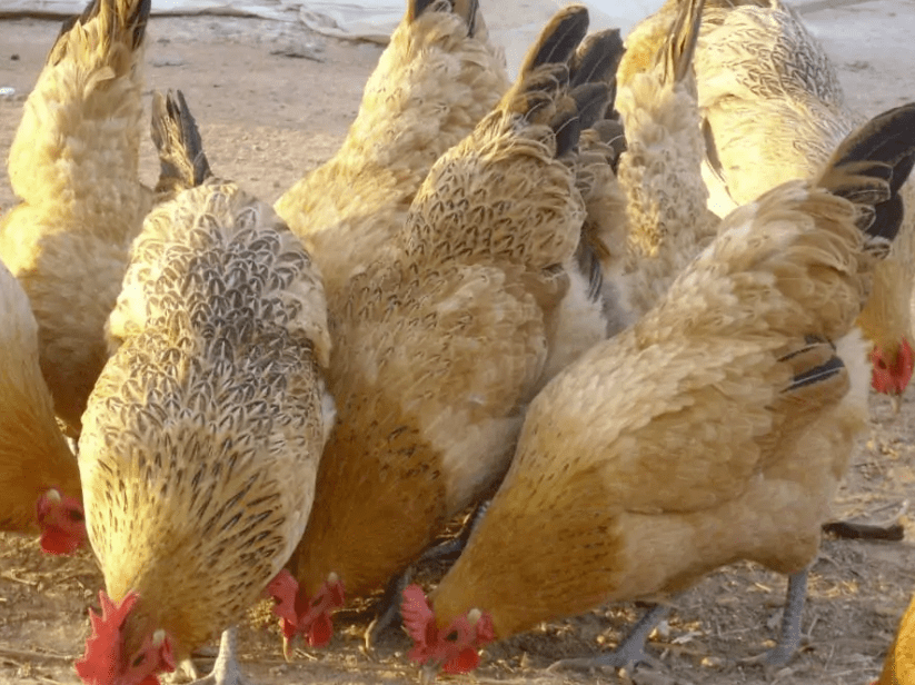 114个地方黄鸡,你尝过几种?