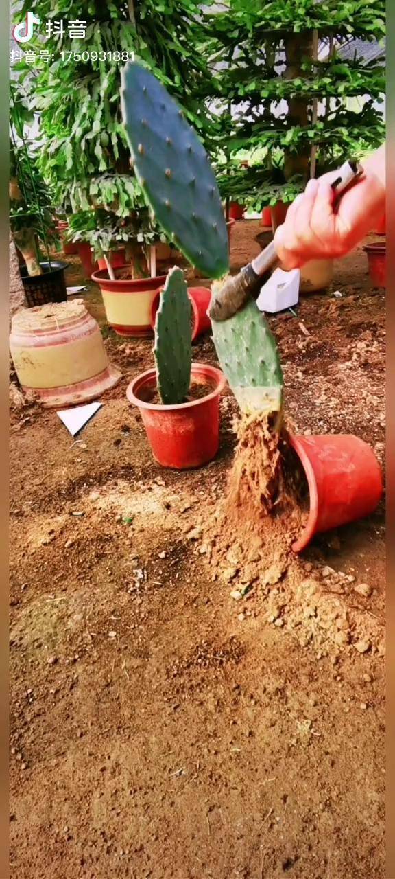 黄大刺仙人掌花卉绿植养花小知识