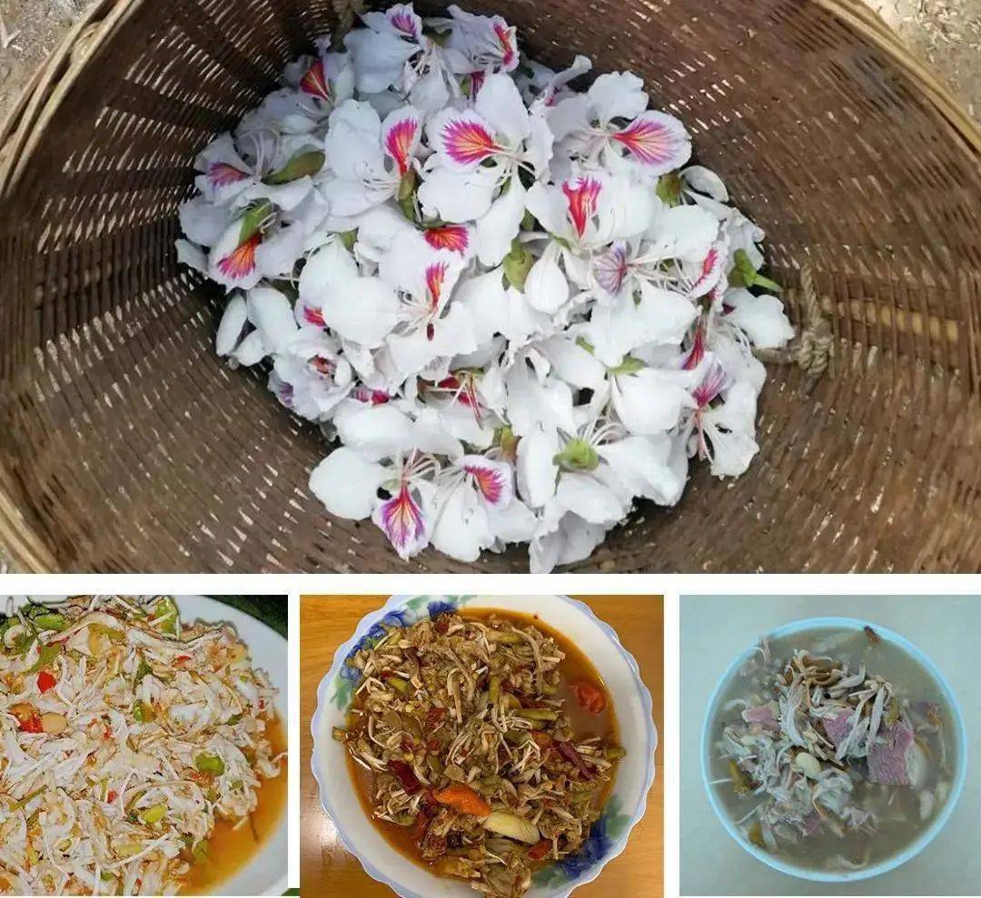味道云南西双版纳食花记