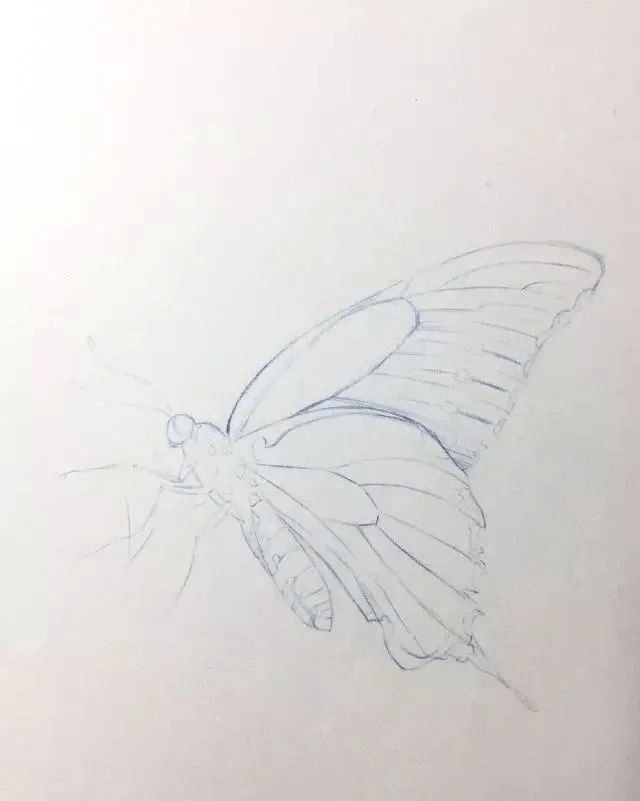 怎么画蓝色的蝴蝶 5bfbd57b1f0546a789606b15e446d8b0.png
