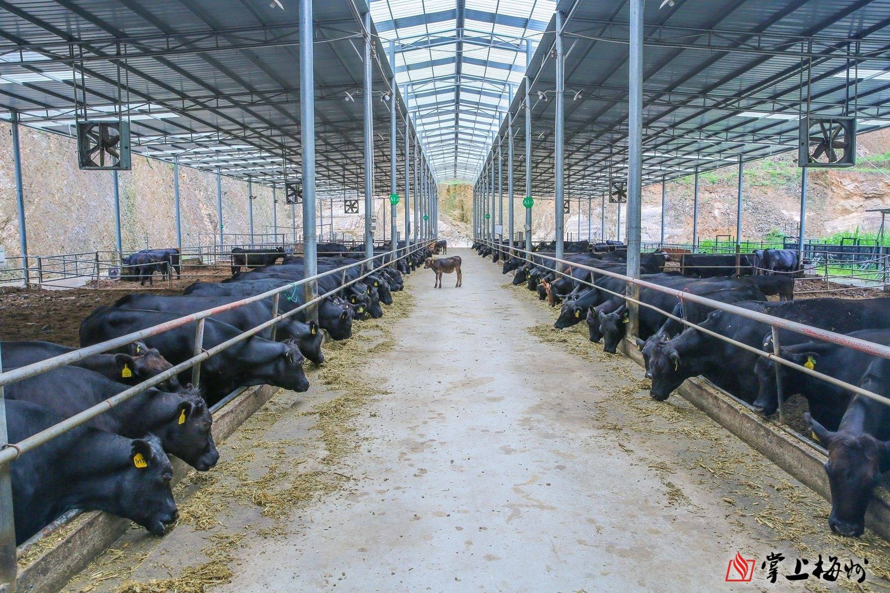 山西小伙内蒙古姑娘硕士情侣到梅县当牛倌养殖肉中之王安格斯牛
