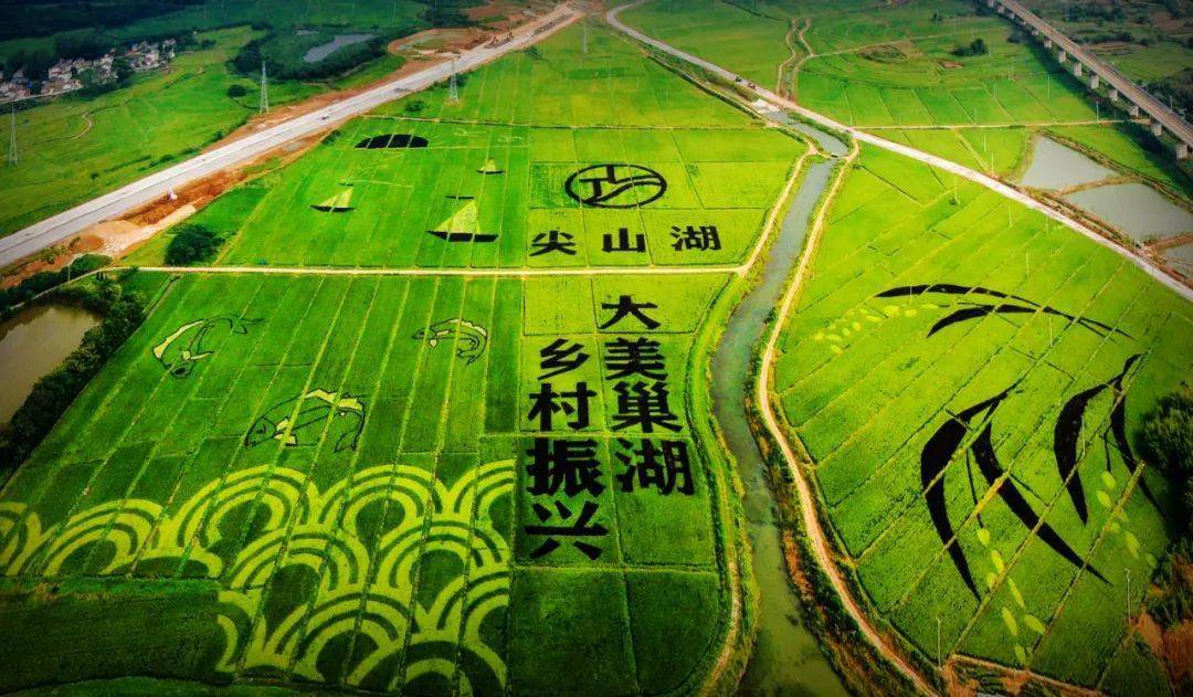 巨型稻田画!就藏在庙岗乡尖山湖!_巢湖