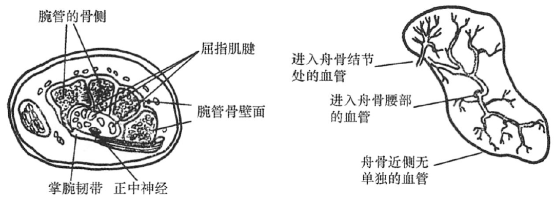 腕管的正常解剖;正常舟骨的血运