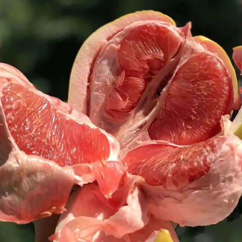 河池特产:"柚惑十足",环江红心柚上市啦!21.