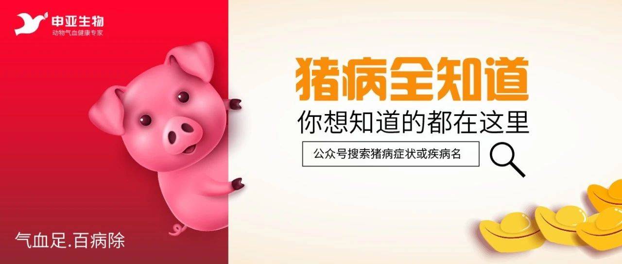 【猪病防治】猪流感与猪感冒，别再傻傻分不清_仔猪