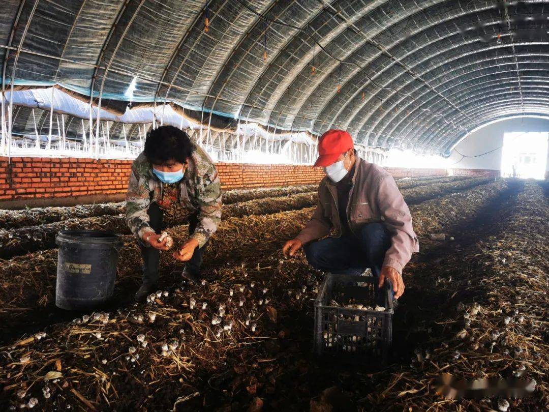【走进乡村看小康】小小赤松茸 撑起村民"致富伞"_种植