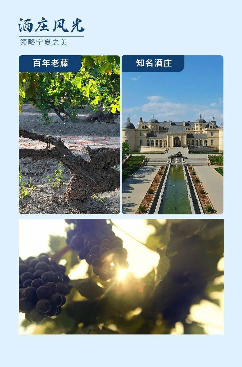 活动|打造葡萄酒之都丨2021中国（宁夏）葡萄酒文化旅游节精彩亮点抢先看~