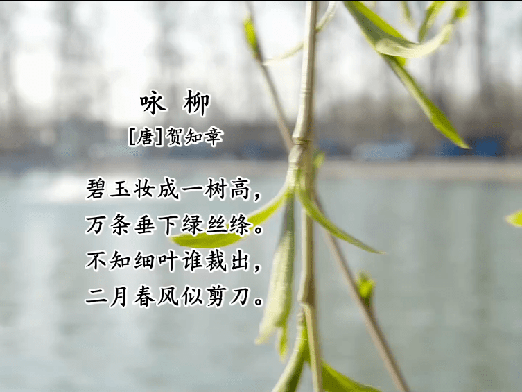 古诗词欣赏咏柳