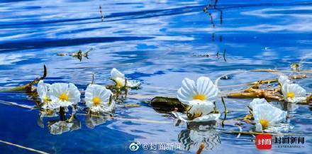 泸沽湖的波叶海菜花不是菜 ！吃“国保”野生植物犯法