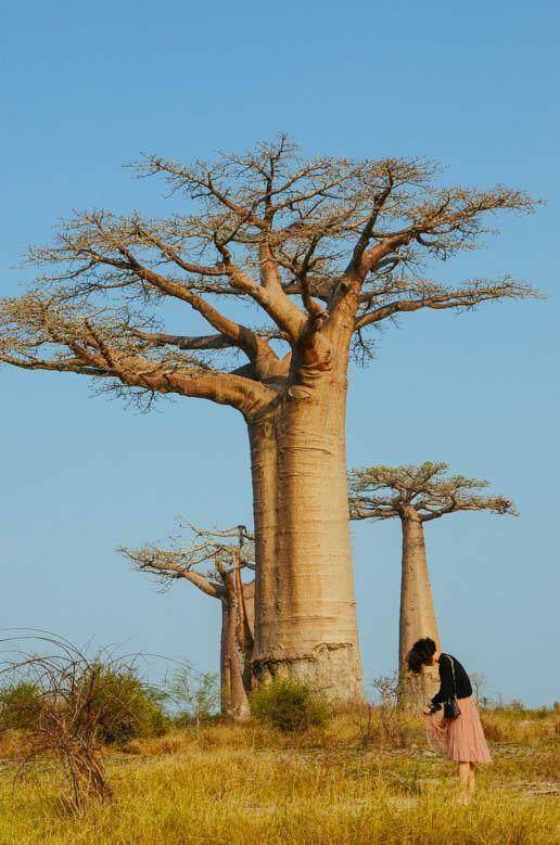 宛若殿堂神柱的巨树因激怒了上帝便把它连根拔了起来