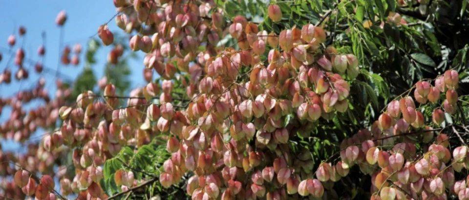 过“白露”,迎金秋,世纪公园栾树正绚烂_栾花