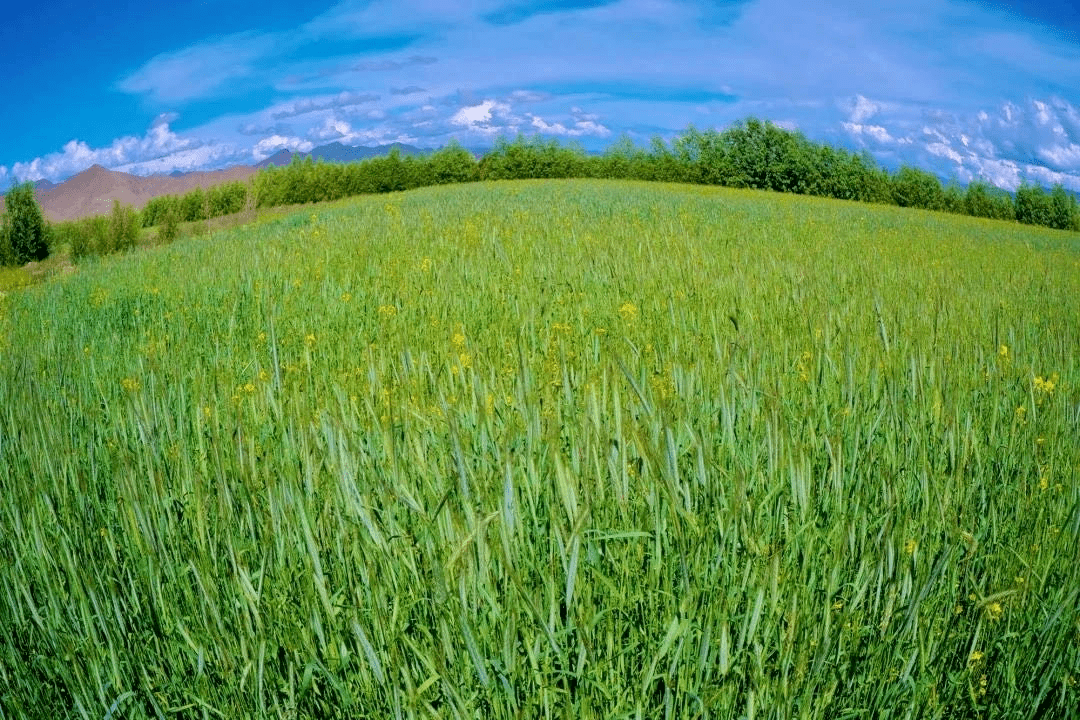 喜马拉雅|聆听｜种草喜马拉雅纪录片：一场地球第三极的“奇迹之旅”