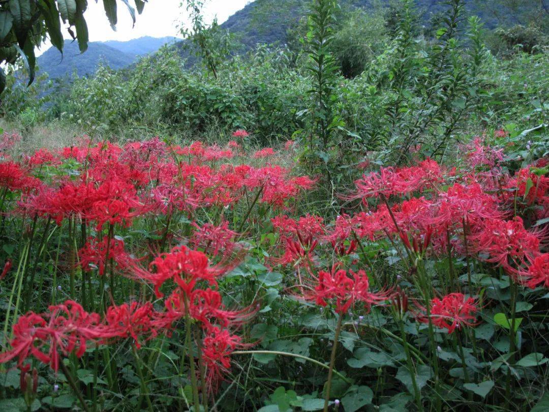 在一片桃园中红花石蒜的花朵已经形成红色的花海