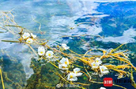 泸沽湖的波叶海菜花不是菜 ！吃“国保”野生植物犯法