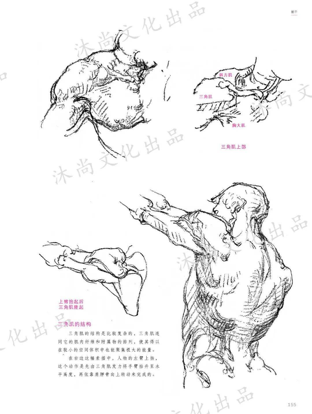 伯里曼人体结构绘画教程