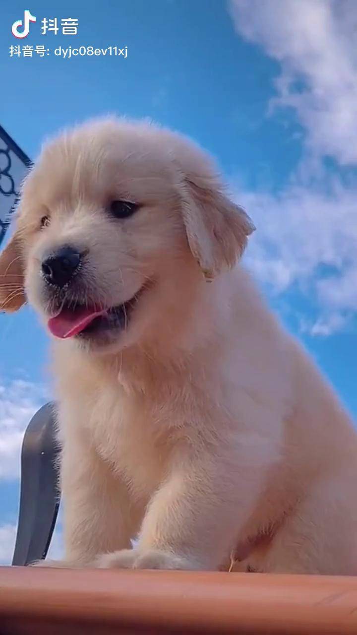 鸭力没在怕有范嚼益达金毛萌宠成精了萌宠金毛宝宝