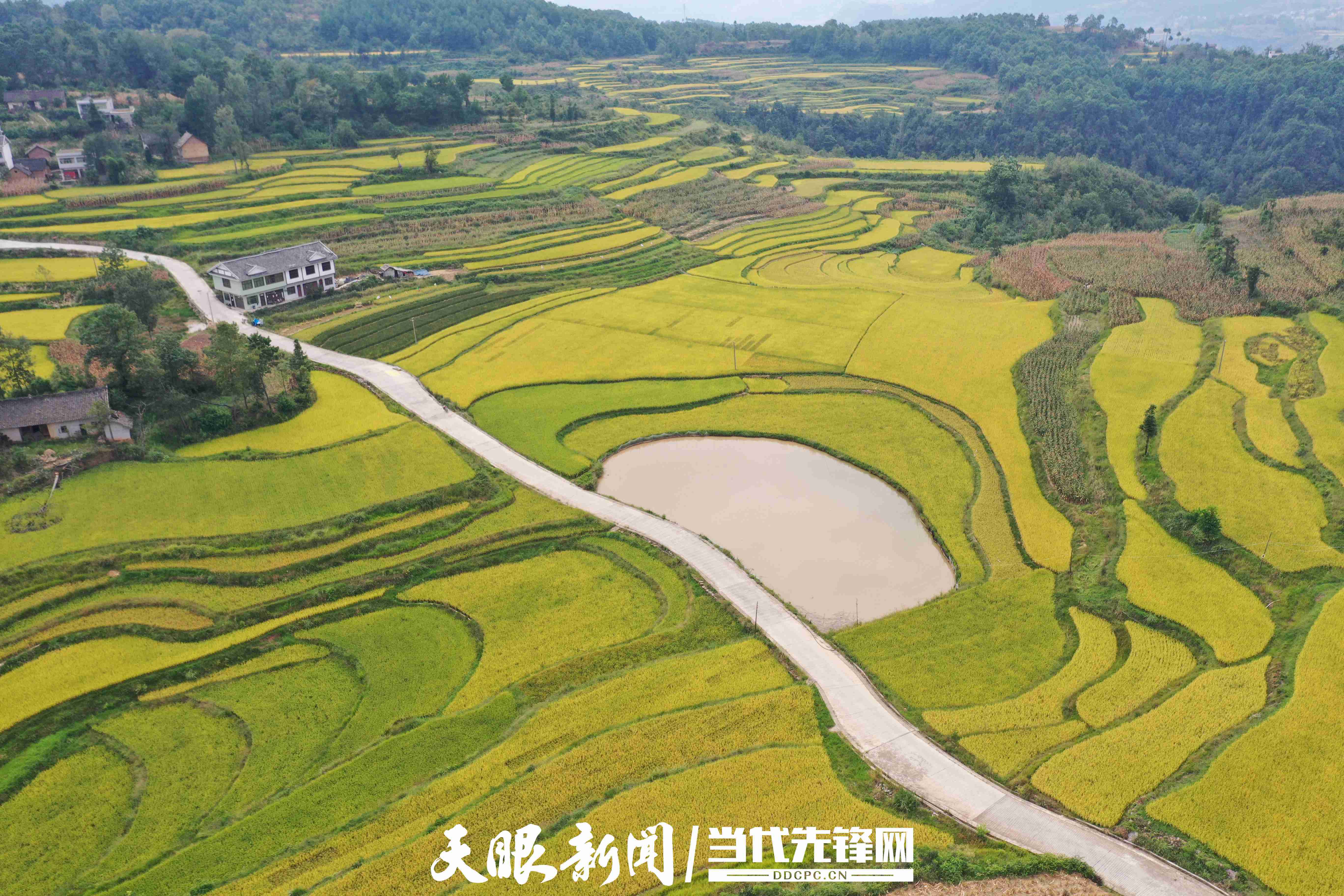 黔西市锦星镇:洪湖梯田千亩水稻开镰收割