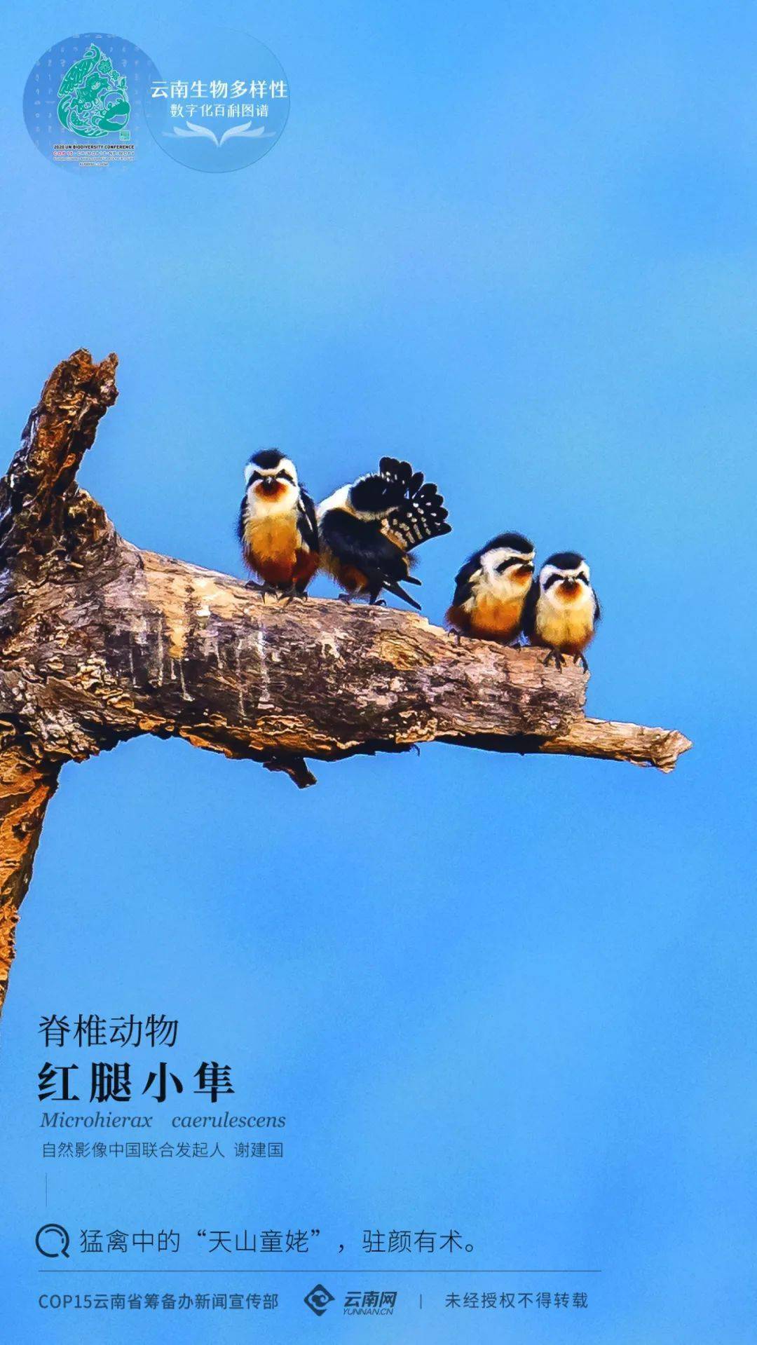 雲南生物多樣性數字化百科圖譜脊椎動物紅腿小隼猛禽中的天山童姥駐顏