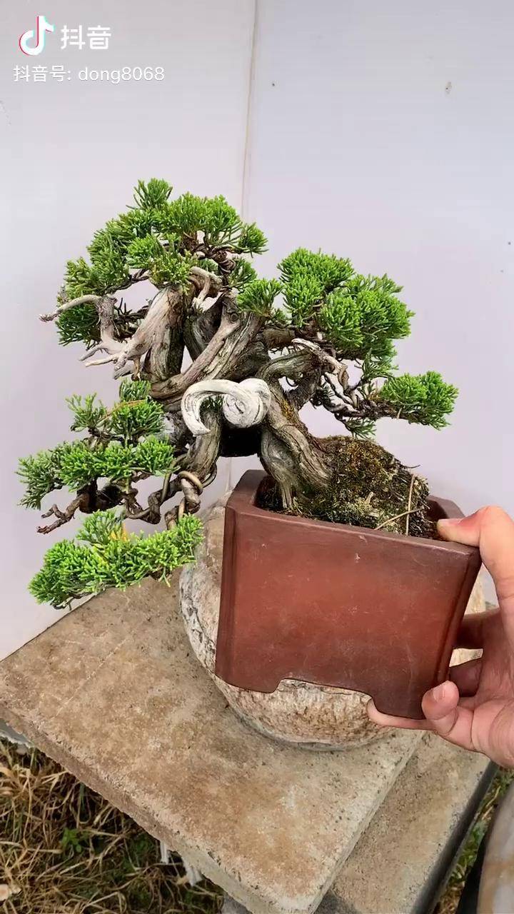 童子功系鱼川真柏