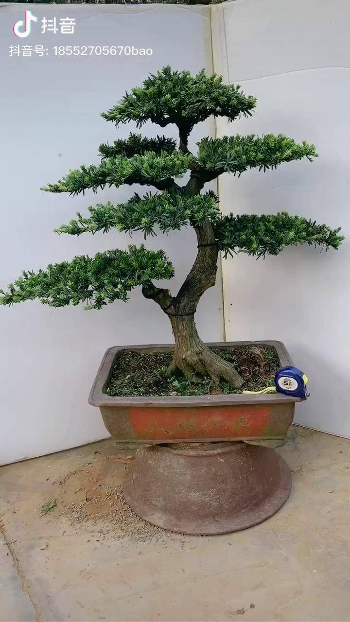 米叶罗汉松盆景层次分明寓意步步高升富贵吉祥