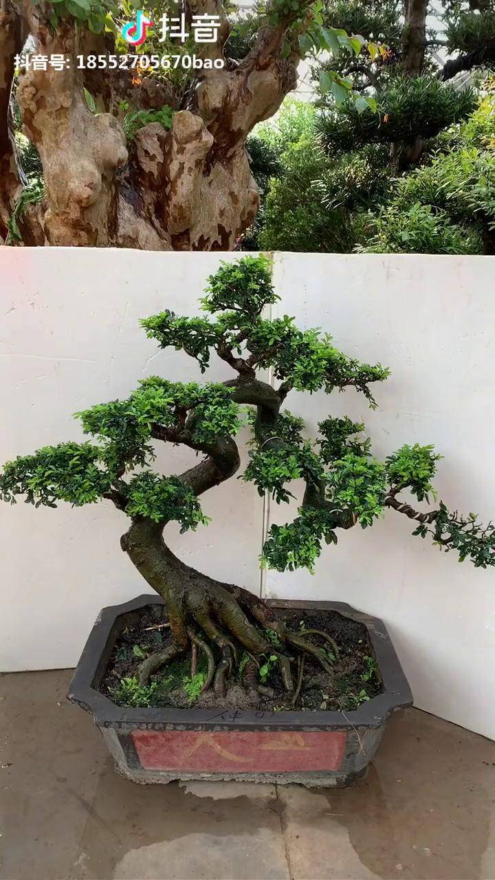 精品小叶榆树盆景金钱榆根爪似猛虎一般雄踞一方