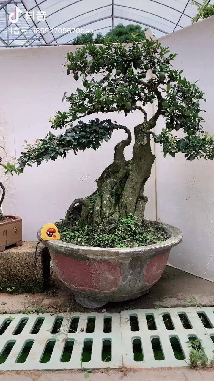 四季果金弹子盆景老桩