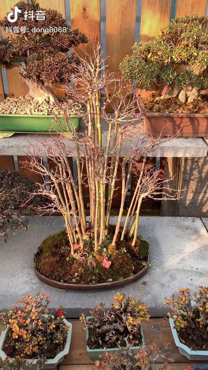 丛林式盆景红枫盆景