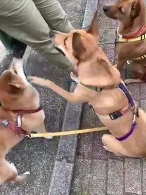 什么|全部坐好才发零食，阿柴却一直不听话，旁边的狗子都急坏了……