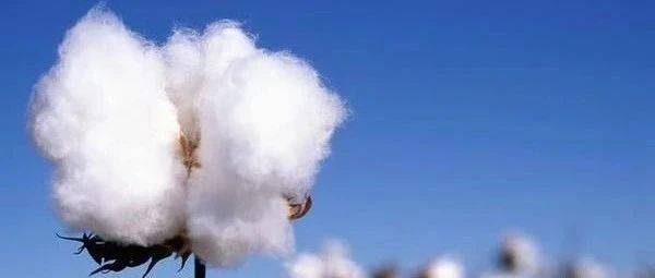 安徽天气助力棉花成熟 皮棉报价上涨_籽棉
