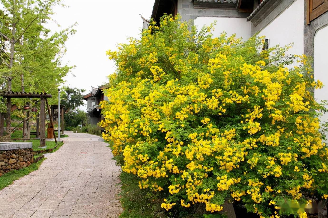 庭院景观常用植物乔木篇