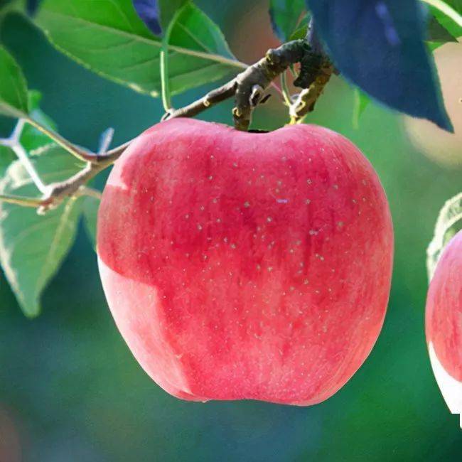 林果科技大讲堂:为什么种植的苹果着色不好_果实