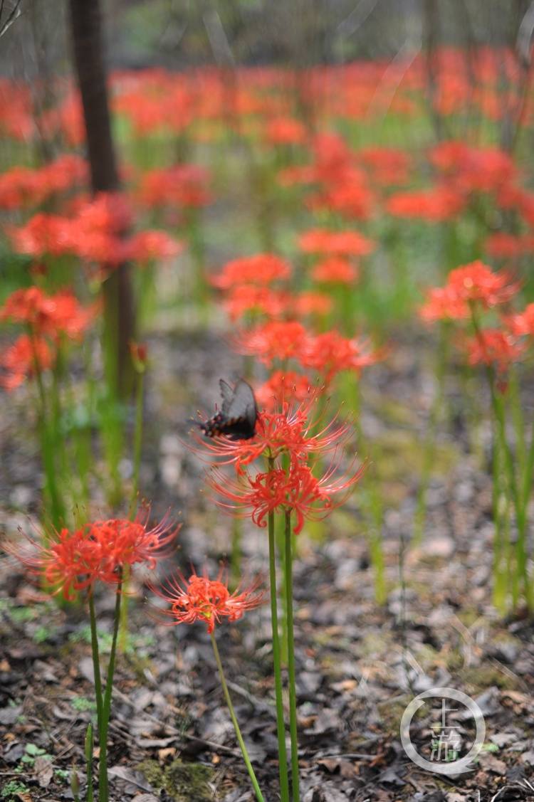 中秋将至这里有一片彼岸花海等你来打卡 李月