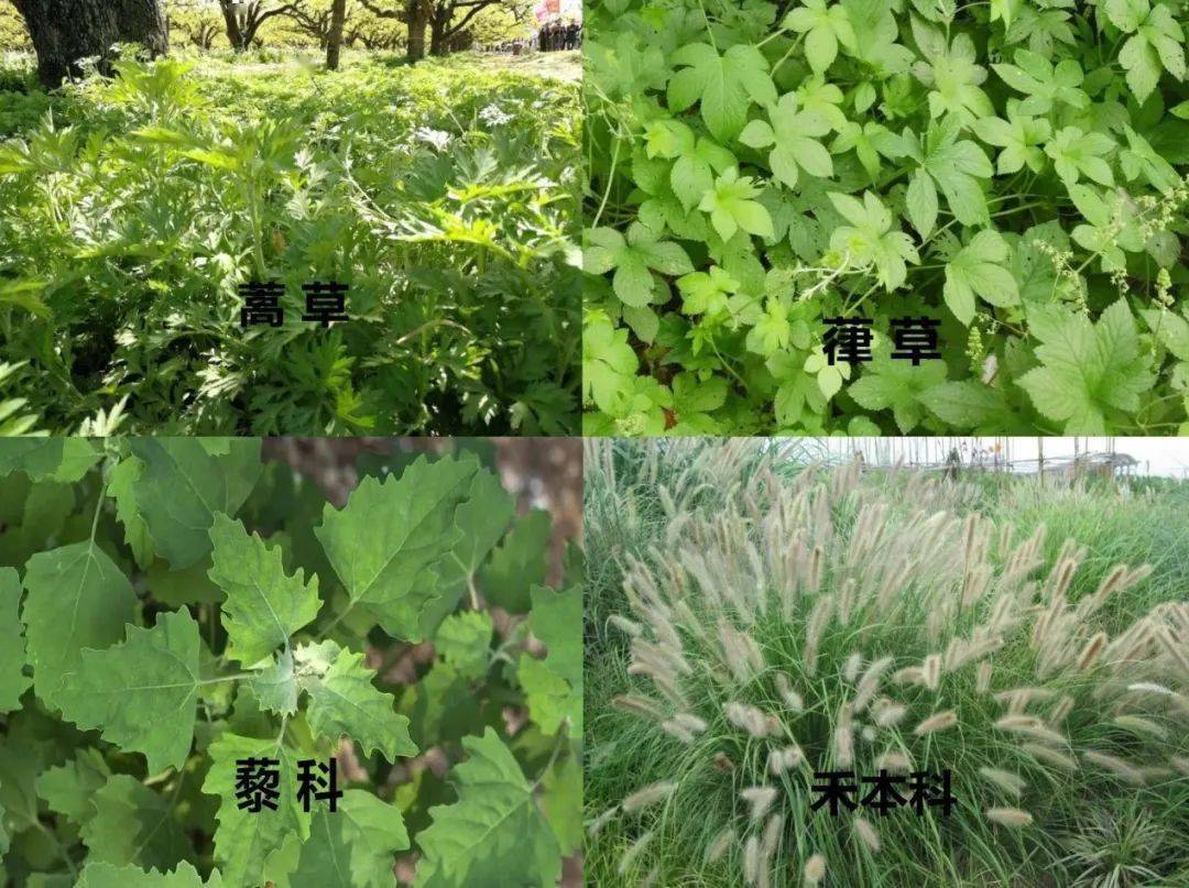 夏秋季的花粉主要以蒿草,葎草,藜科,禾本科等草本植物花粉为主,致敏性