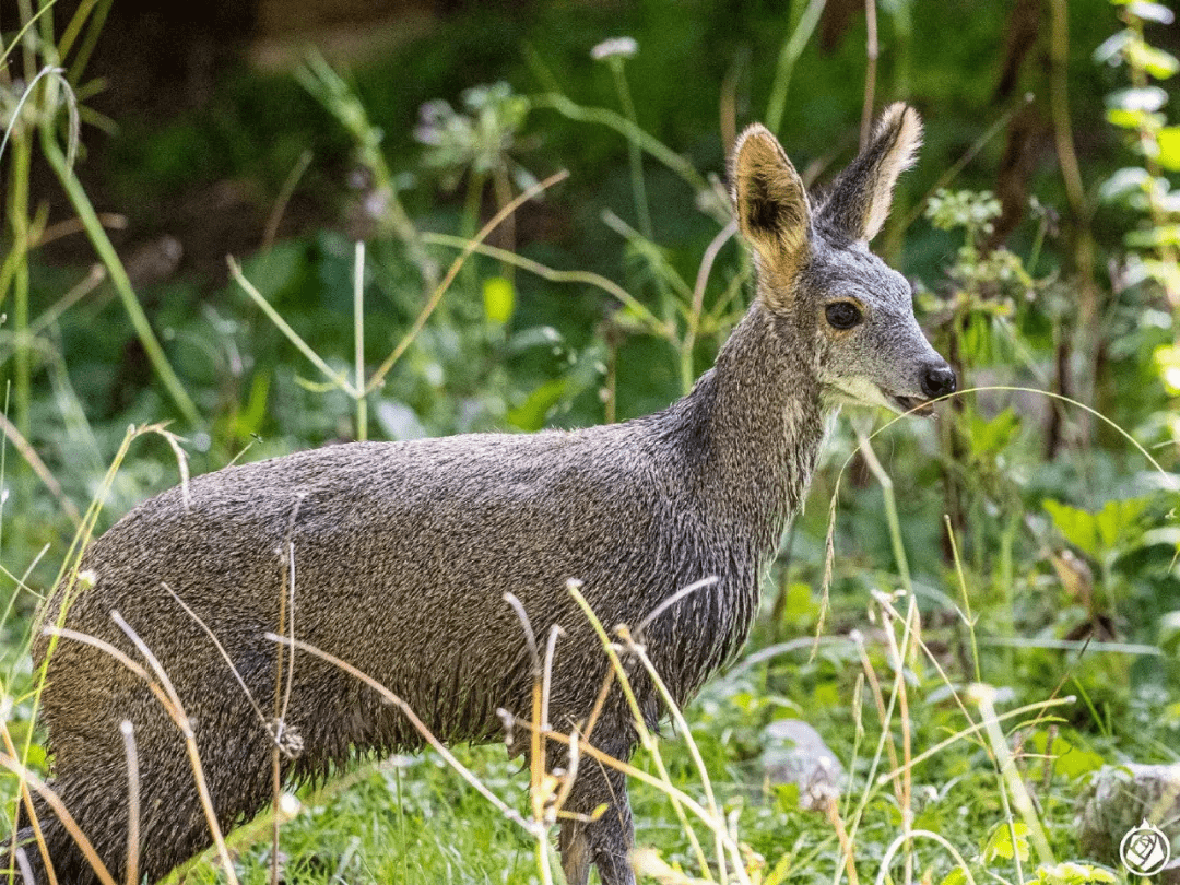 早期流传的说法,将矛头指向了麝香——这种仅占原材料3%,在成本中占比
