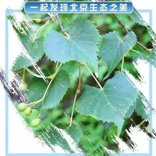 北京生物图鉴 紫椴保护 
