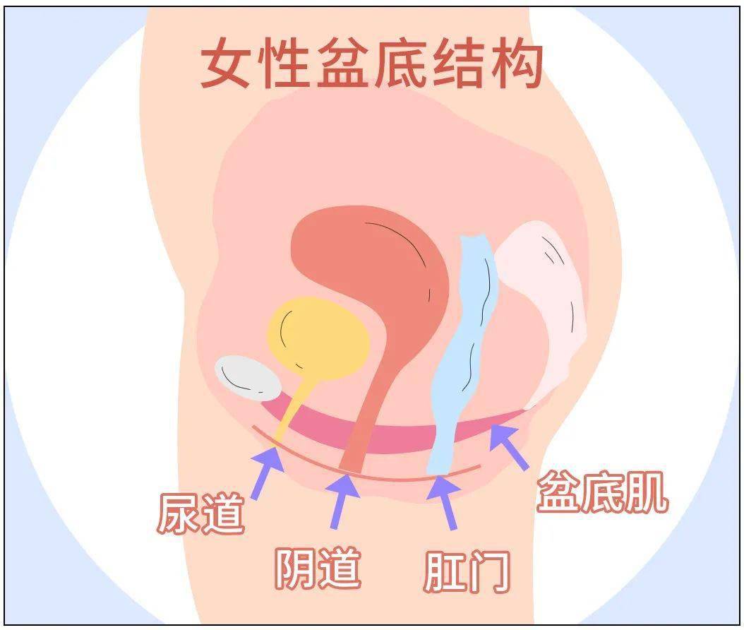 盆底肌是肌群中的「劳模」,它支撑着女性的众多器官,包括膀胱,子宫和