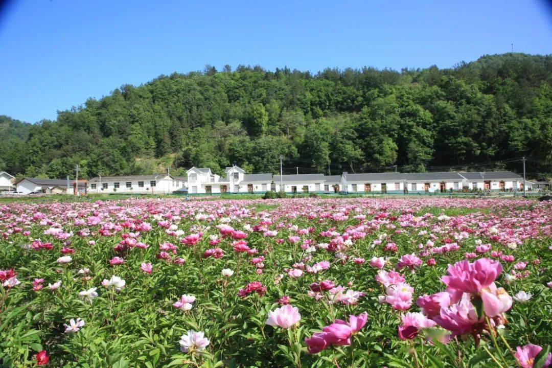 【乡村振兴城乡百里行】竹溪:"优势特色产业"成为乡村振兴"新引擎"